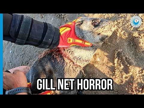 Illegal Gill Net Wounds Another Seal