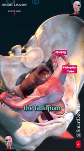 Uterus and Ovary | Captivating Pelvic Panorama ✨‍♀️ . . The anatomy of the female pelvis is complex and includes several key structures and openings. Here’s an overview: Key Structures Pelvic Bones: Ilium: The largest part of the pelvis. Ischium: The lower, posterior part of the pelvis. Pubis: The anterior part of the pelvis. Sacrum: A triangular bone at the base of the spine, forming the back of the pelvis. Coccyx: The tailbone, located at the very base of the sacrum. Pelvic Inlet and Outlet: P