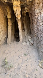 654K views · 16K reactions | #viralreelsシ | Sangre Azul Kennels | Facebook