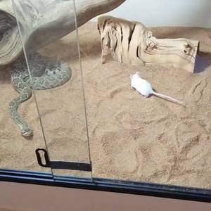 Poor mouse. | Bong Panchali