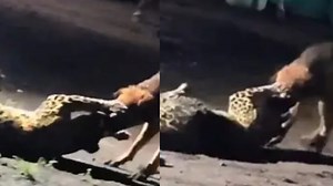Stray dogs VS Leopard Video: ఓర్నీ.. చిరుతకే సుస్సు పోయించిన వీధి శునకాలు.. 300 మీటర్లు ఈడ్చుకెళ్లి మరీ.. షాకింగ్ వీడియో..