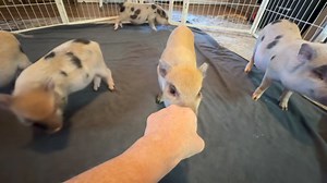 Learning fist bump! I love to teach my pigs this sweet little way to meet and greet friends, family or strangers. Safe and easy! Teaching simple skills is a great confidence builder for the pigs. Children love it too! Perfect bonding baby step. | Charming Mini Pigs
