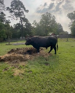 Blaze of glory | Shirtless Jake's Homestead