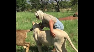 CAN YOU DO THIS KIND OF JOB FOR A MILLION EURO? OMG! WATCHING HER PLAYING WITH THOSE LIONS MADE ME PEE ON MY PANTS🙈🙈🙈 https://m.facebook.com/story.php?story_fbid=10100776280829367&substory_index=0&id=57604589 Good morning folks | Official Kellyfresh