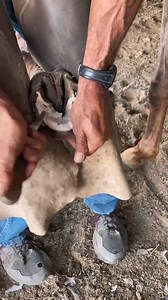 Horde Hoof Restoration, Satisfied Cutting and Horse's Shoeinga | Animals