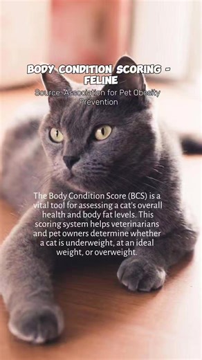A body condition score (BCS) is a screening tool used by veterinary professionals to estimate body fat and help identify obesity, malnutrition and metabolic issues. #petobesity #catlovers #catsoffacebook #cathealthcare #cathealth #PetHealth #catreels #highlightseveryonefollowers #highlights #PetLovers | Patchi, Orange & Friends