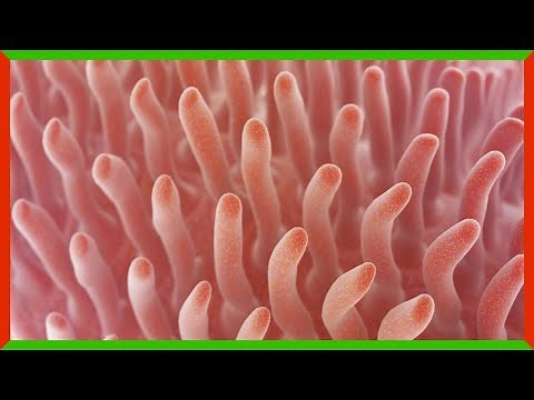 Oxygen Enemas Could Save Lives