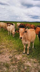 03•02•2025 Quick check on the herd. All seems well at the calving cows, herdsman I asked said he has assisted 1 so far out of 130 on the ground. #zambianfarm #zambiancattle #zambianbeef 🇿🇲🐂🥩🇿🇲🐂🥩🇿🇲🐂🥩🇿🇲🐂🥩🇿🇲🐂🥩👨🏻‍🌾 | Green Lid Enterprises