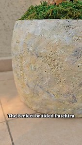 1.4K views | The Braided Money Tree is a client favourite here at the nursery & store . Multiple specimens available from table tops to 7ft statement specimens staring at just Rs 1000. #moneytree #mumbai #hardwork #happyplace #vrikshanursery | Vriksha Nursery | Facebook