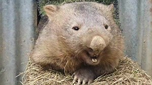 74K views · 10K reactions | Some epic wombat vocalising, some wombats just love to 'talk'... #sleepyburrows #thisisaustralia #nature #wombats #australia #unitedstates | Sleepy Burrows Wombat Sanctuary | Facebook