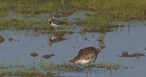 Curlew Whimbrel Wading Wetland Bird Lapwing Stock Footage Video (100% Royalty-free) 1059104462 | Shutterstock