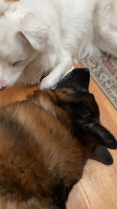 💀 💀. WARNING 💀💀 Vicious puppy attack caught on tape!!! (viewer discretion advised) | John Gray Writer