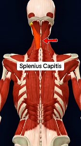 69K views · 895 reactions | Splenius capitis #muscle #anatomy ️‍♀️ | Dr. Ishtiaque Arafat | Facebook