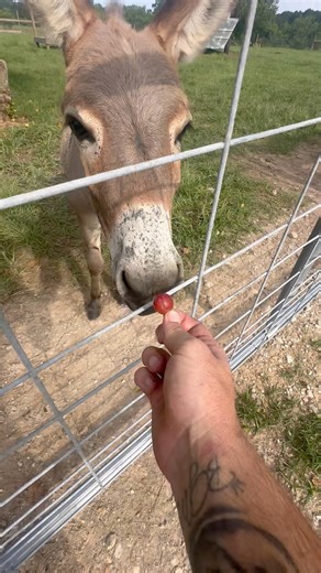 Got any grapes? | Shirtless Jake's Homestead