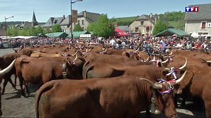 Transhumance : les vaches Salers défilent à Allanche