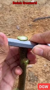 41K views · 825 reactions | FOLLOW Daniele Greenworld !!! WALNUT PECAN GRAFTING TECHNIQUE! #danielegreenworld #graftingplants #shorts #fruit #innesti #short #innestare | International Blog Cultivate and Grafting Fruit Trees by Daniele Greenworld | Facebook