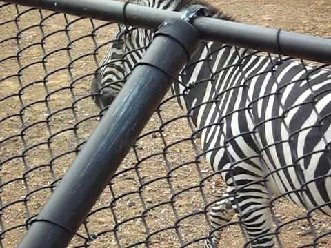 Zebra Pee