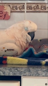92K views · 10K reactions | A very rare glimpse of sleeping Barney, so cute 殺 #barneythewestcoastcockatoo | Barney the West Coast Cockatoo | Facebook