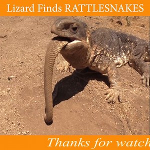 Lizard Finds RATTLESNAKES | Snake Doctor