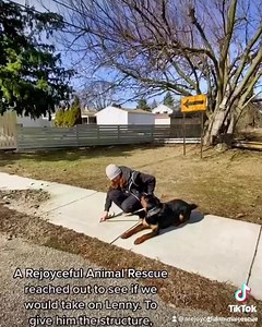 Some of you may remember Lenny, he has been with us for quite some time. He was recently moved to a new foster home, where he is being fostered by two dog trainers. His foster mom sent us an update today that we wanted to share with all of you 😊 Hi everyone! Lenny’s new fosters here 🥰. Going to be trying to post lots of videos on our journey with him and the progress he makes. Lenny is very headstrong, independent, under-socialized and very curious about the world around him. He jumps, pulls l
