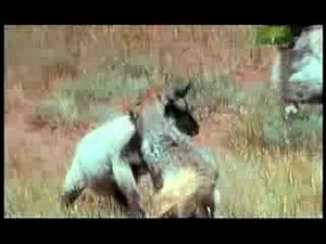 Killer Clips- Wolf vs. Lamb