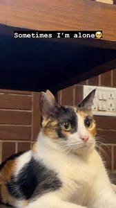 Stella is the biggest dra-meow Queen!👑💓 She stares at the walls for hours and pretends to be the protagonist of the film who’s going through a breakdown.😼 But in reality gets so much attention.😍 You can say she’s an over pampered baby girl ready to look out for opportunities to ask for more attention!🐈✨ To adopt Stella from Cat Café Studio today💓 by giving us a call at 91 82914 90907 (Tuesdays -Sundays, 12 pm - 10 pm) or drop by the cafe to meet him and our kitties!✨ #catcafestudio #catado