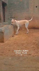 BEAST BULLY KUTTA is searching for? 🔥🚀🏆💪 @topfans #pakbully #Pakistani_Bully #pakistanibully #bully #BK #beast #bulldog #bulldoglovers #bullykutta | Legendary Bullies Of Bully Kutta World