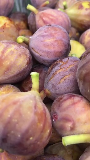 1K views · 19 reactions | It’s fig season at the Ximenez-Fatio House Museum and staff made fig jam from fruit harvested from the heritage fig tree on this historic property. Grab a jar in The Fig Tree gift shop, located at 20 Aviles Street, downtown St. Augustine, Florida. #explorestaugustine #ximenezfatiohouse #fig #figjam #yum #staugustine #giftshop #museum | St. Augustine Attractions Association | Facebook