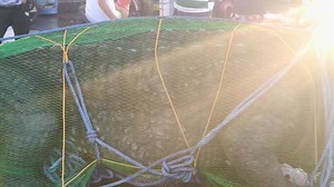 Crocodile Saltwater nahuli sa Languyan,Tawi Tawi parang si Lolong at parang mas malaki pa kay Pangil 18ft Talampakan ang haba nito #crocodile #Wildanimals #animals | Norman Gumagay