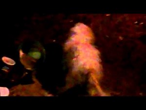 Female fucking female dogs