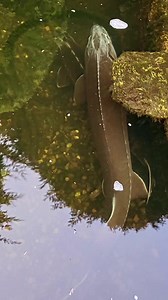 Check out these huge sturgeon! I believe the biggest one was a siberian! Had to get a quick video of these monsters to share. #koi #pond #fishkeeper #koicarp #Japan #Japanese #carp #fish #watergarden #maplekoi #nishikigoi #pond #sturgeon #sturgeons | Aquatic Elements