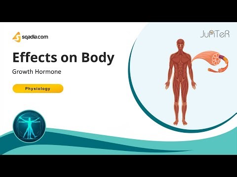Growth Hormone | Effects on Body