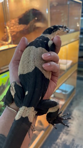 3.5K views · 15 reactions | Bells phase lace monitor (Varanus Varius) one of my bells phase lace monitor in the shop. 2nd largest monitor lizard found in Australia. #bells #phase #lace #monitor #varanusvarius #varanuskeeper #reptilesofig #lizards #lizardsofinstagram #animal #australia #fyp #trending #viral #reels #video #view #followers #instagram #JTKReptiles | JTK Reptiles | Facebook