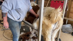 Lily getting her spa treatment. It is kind of hypnotic to watch. 😵‍💫💕￼ | Frog Song Farm Sanctuary