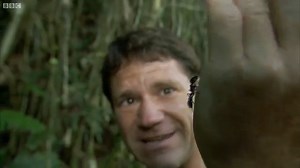 Paraponera, une grande fourmi nommée balle de fusil