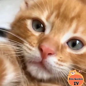 440K views · 10K reactions | Let's kiss baby | Cats So Cute | Facebook