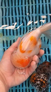 The new addition is here! I love this Sakura Oranda from Star Fisheries . She is named Angel, updates coming soon 😇 | Aquatic Elements