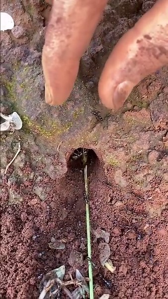 Satisfy video catching crickets in deep hole using venomous ants | NaturalLife IQ