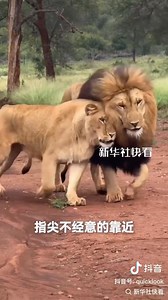 4.4K views · 25 reactions | An affectionate lion couple. | Beijing Daily | Facebook