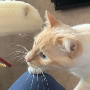 13 reactions | Licc the Banan   . . #banana #lick #catsnack #asmr #catseating #catvideo | Cat Named Bean | Facebook