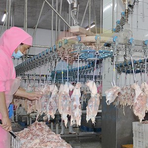 [Hot Item] Broiler Chicken Slaughter Poultry Slaughter Line Chicken Slaughter Equipment Poultry Processing Line