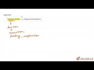 Tube feet are the ���. Organs of echinoderms.