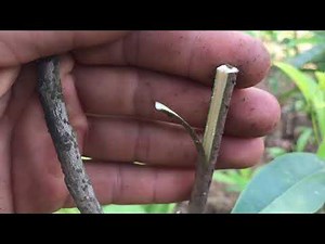 Cách Ghép Hồng Xiêm Đơn Giản,hong xiem xoai/Thang bom vlog/kỹ thuật ghép nêm,sa pô chê