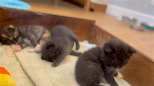 Opening the nest. While I had pulled the drawer out of the dresser in order to be able to make a new nest for the kittens that they can climb out of, but still have the protection of the dresser, Knuffel decided to join her neonatal kittens in the drawer. So taking time to just enjoy them all. During the first three weeks of neonatal kittens lives, they are unable to regulate their own temperature, they are unable to process solid food, and they are unable to eliminate themselves without stimula