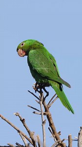 White eyed parakeet #parakeet #bird #green #whiteeyed #parrot #beautiful #nature #wildlife HA38236 | HAWI Studios