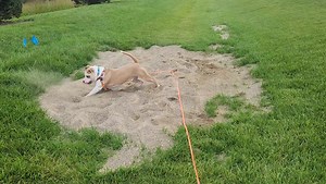 Do Only Good Animal Rescue on Reels