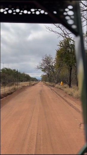 #safari #huntinglazyhorse #luiperd #cheetah #fast #longervideos #girlfriend #fanks #welcometothebush | Crazy Werrie