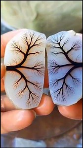 323K views · 2.8K reactions | The beauty of black dendrite stone with a very exotic dry tree-like pattern #gemstone #agate #travel #hobbies #naturalover #oudooradventure #bears #nature #familytime #newyearevent #history #mineral #fblifestyle | Supra Afrianto | Facebook