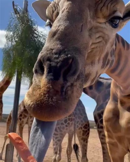 Adelaide Zoo on Reels