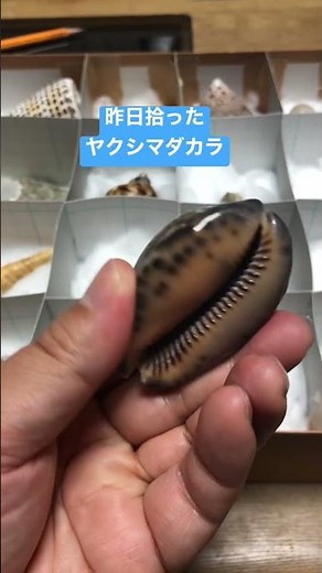 #92【夏休みの宿題】小学生の貝殻採集を手伝う Collecting shells in Amami